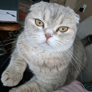 Meet your Posher, Hillary